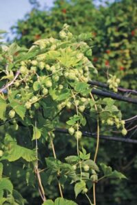 How to Grow Your Own Hops
